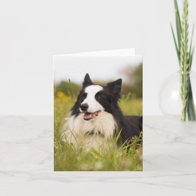 Tarjeta border collie en flores silvestres (Anverso)
