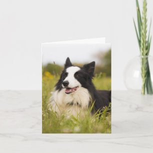 Tarjeta border collie en flores silvestres