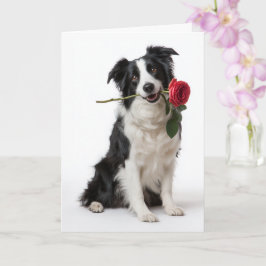 Tarjeta Border Collie Valentine – Corazón Devoto