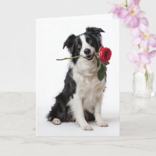Tarjeta Border Collie Valentine – Corazón Devoto