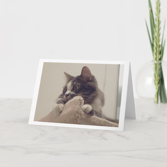 Tarjeta Boris, el saludo de los Cute Nubber Kitty (Anverso)