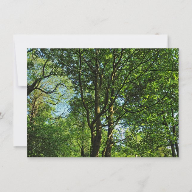 Tarjeta Bosque de Blackweir, Parque Bute, Gales de Cardiff (Anverso)