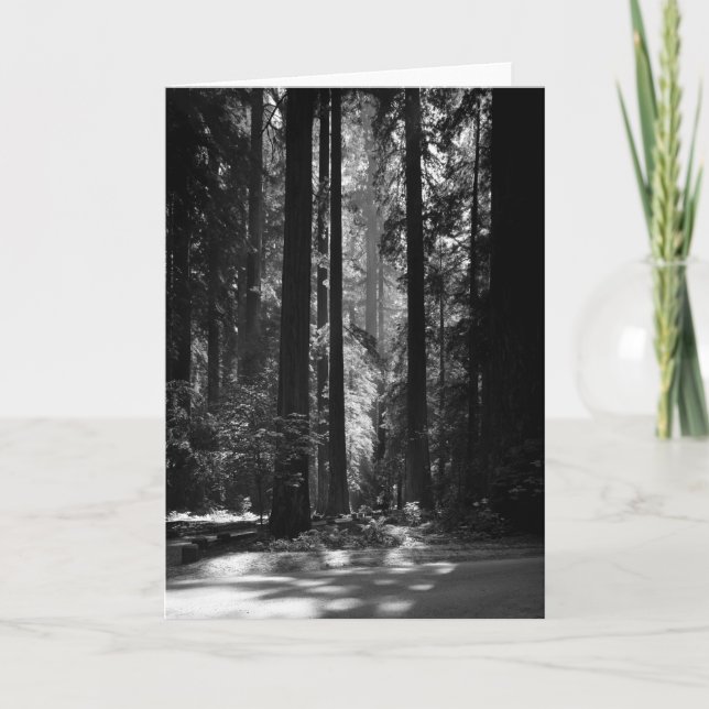 Tarjeta Bosque de la secoya, Grove del fundador, 1966 (Anverso)