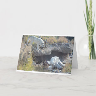Tarjeta Bosque Lobos Naturaleza País Paz Amor Animal