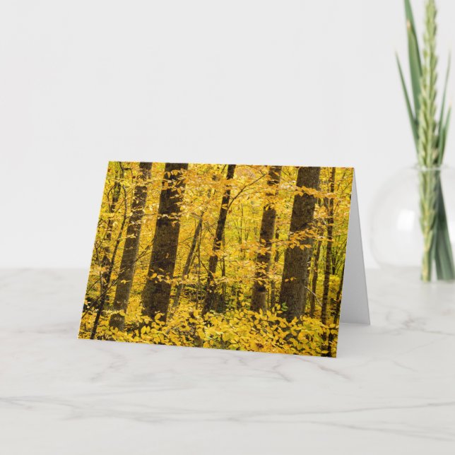 Tarjeta Bosque nacional Fall Pisgah (Anverso)