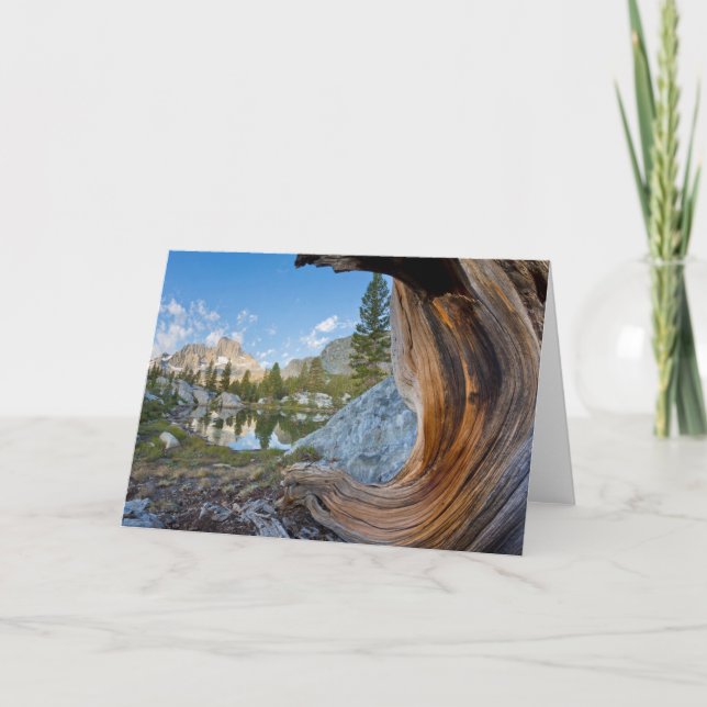 Tarjeta Bosque Nacional Inyo, California (Anverso)