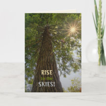 Bosque Pacífico con Foto de la Naturaleza de Luz D