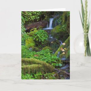 Tarjeta Bosque tropical otoñal Parque nacional olímpico