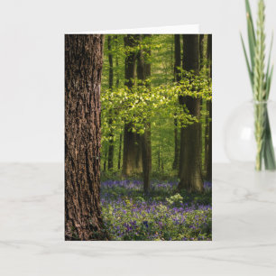 Tarjeta Bosques Bluebells en Bélgica