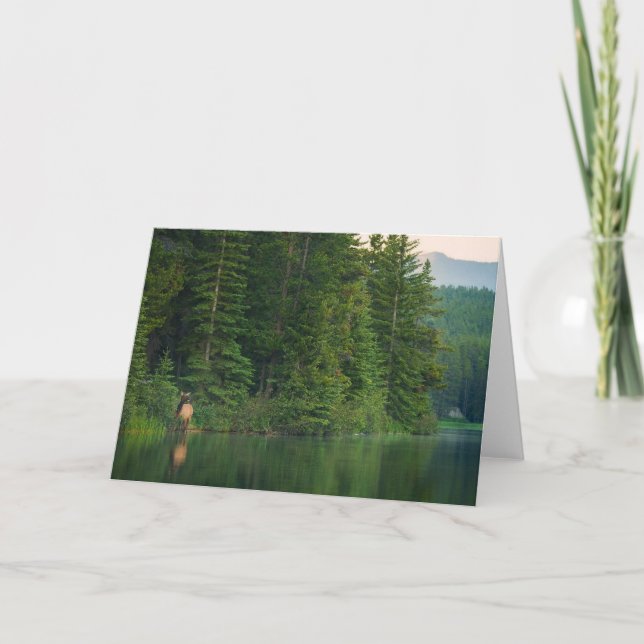 Tarjeta Bosques | Elk en el Parque Nacional Banff Alberta (Anverso)
