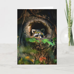 Tarjeta Bosques   Raccoon Peeking