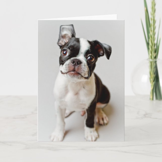 Tarjeta Boston Terrier (Anverso)