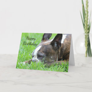 Tarjeta Boston Terrier