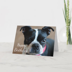 Tarjeta Boston Terrier