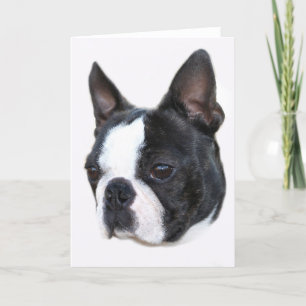 Tarjeta Boston Terrier