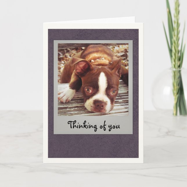Tarjeta Boston Terrier que piensa en usted carda (Anverso)