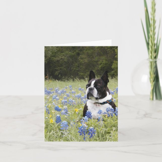 Tarjeta Boston Terrier que se sienta en un campo de capos (Anverso)
