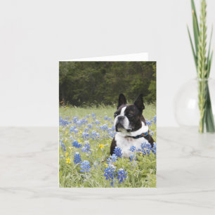 Tarjeta Boston Terrier que se sienta en un campo de capos