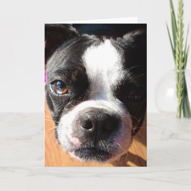 Tarjeta Boston Terrier THINKING OF YOU greeting card (Anverso)