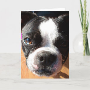 Tarjeta Boston Terrier THINKING OF YOU greeting card