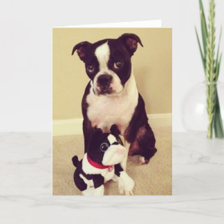 Tarjeta Boston tímida Terrier