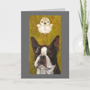 tarjeta boston y plover