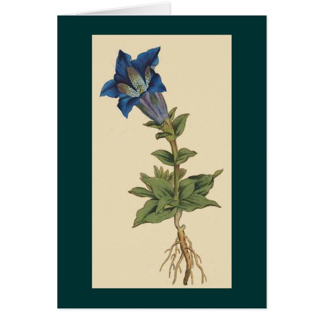 Tarjeta botánica de la flor del vintage (Frente)