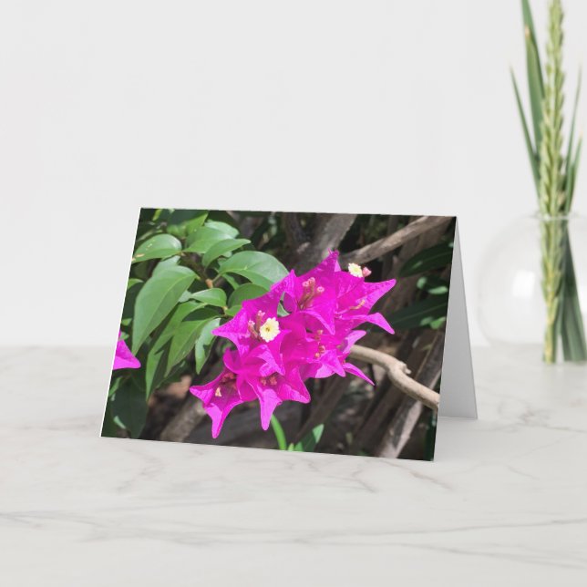 Tarjeta Bougainvillea rosa en blanco (Anverso)