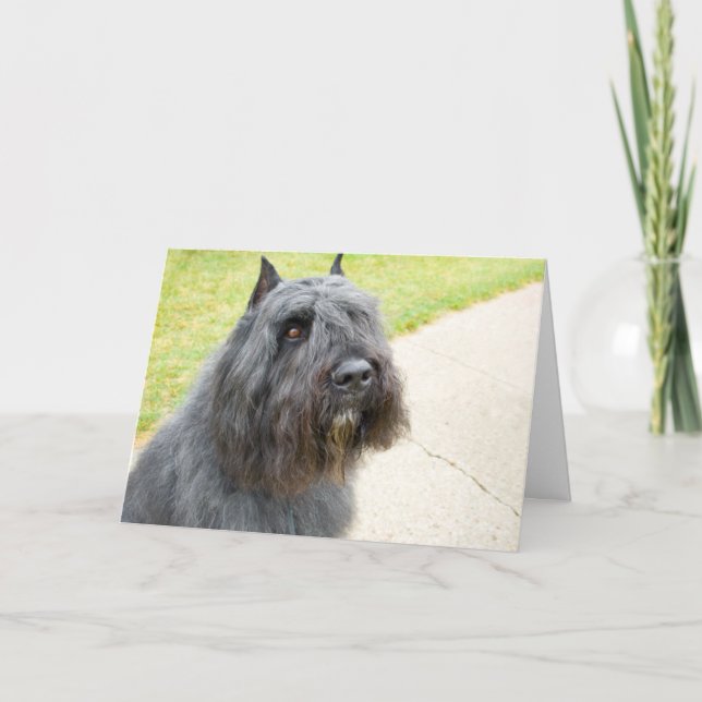 Tarjeta Bouvier des Flandres (Anverso)