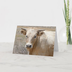 Tarjeta Bovino Charolais blanco Big Oyes - Blank Occidenta