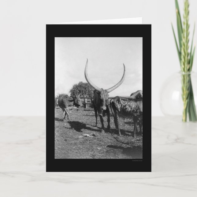 Tarjeta Bovino con cuernos grandes en África 1901 (Anverso)