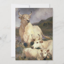 Tarjeta Bovino salvaje de Chillingham (vacas)