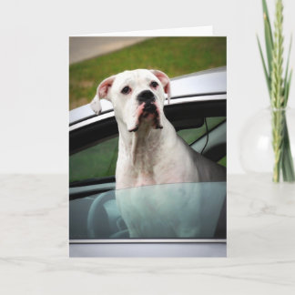 Tarjeta Boxer blanco en un auto