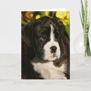 Tarjeta Boxer Puppies