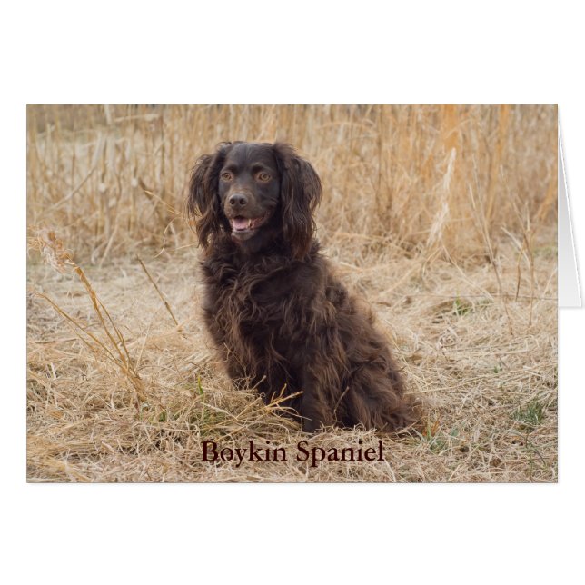 Tarjeta Boykin Spaniel (Anverso (Horizontal))