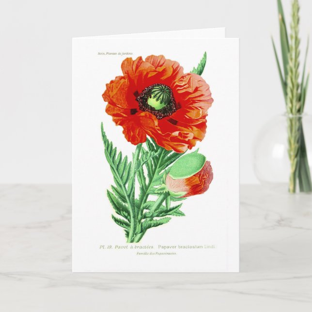 Tarjeta Bracteatum del Papaver (Anverso)