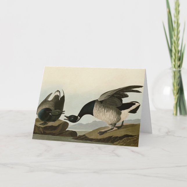 Tarjeta Brant Goose (Brant) de Audubon Birds of America (Anverso)