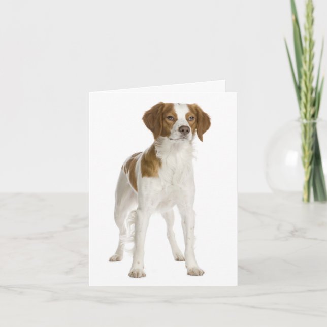 Tarjeta Brittany Spaniel Puppy Dog Blank Note Card (Anverso)