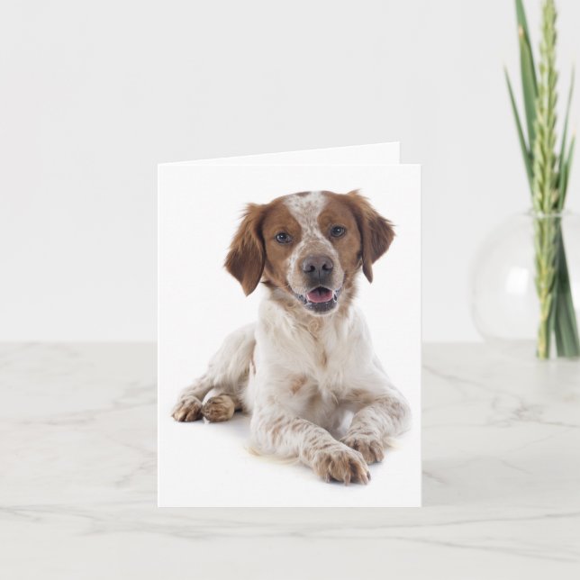 Tarjeta Brittany Spaniel Puppy Dog Blank Note Card (Anverso)