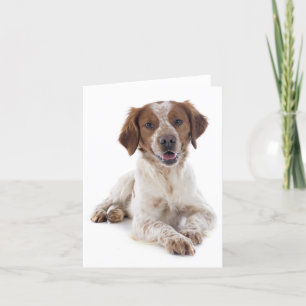 Tarjeta Brittany Spaniel Puppy Dog Blank Note Card