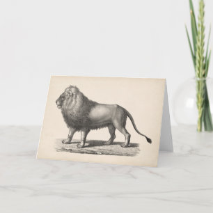 Tarjeta Brodtmann Lion Sketch
