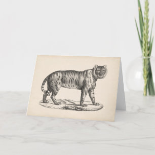 Tarjeta Brodtmann Tiger Sketch