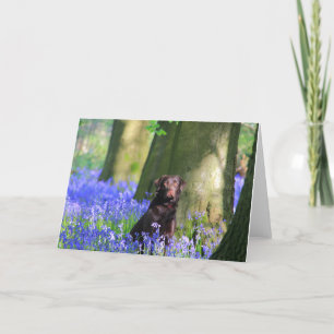 Tarjeta Brown Labrador en Bluebells