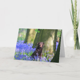 Tarjeta Brown Labrador en Bluebells
