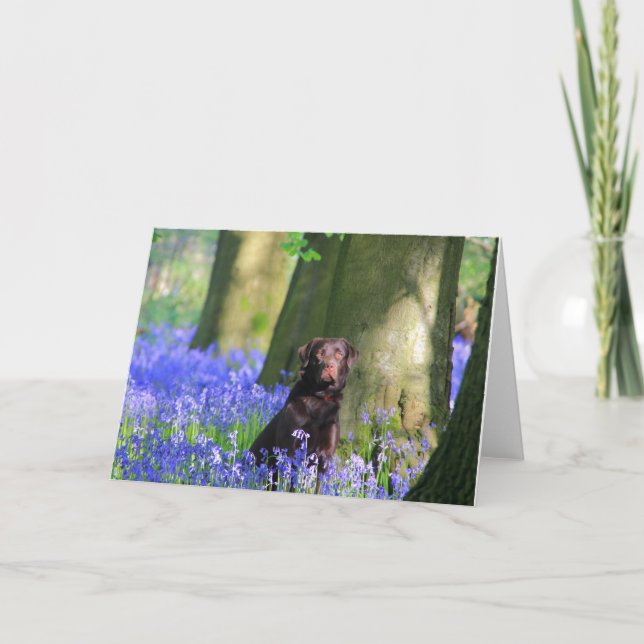Tarjeta Brown Labrador en Bluebells (Anverso)