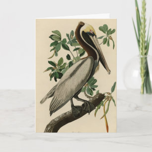 Tarjeta Brown Pelican de los pájaros de América de Audubon