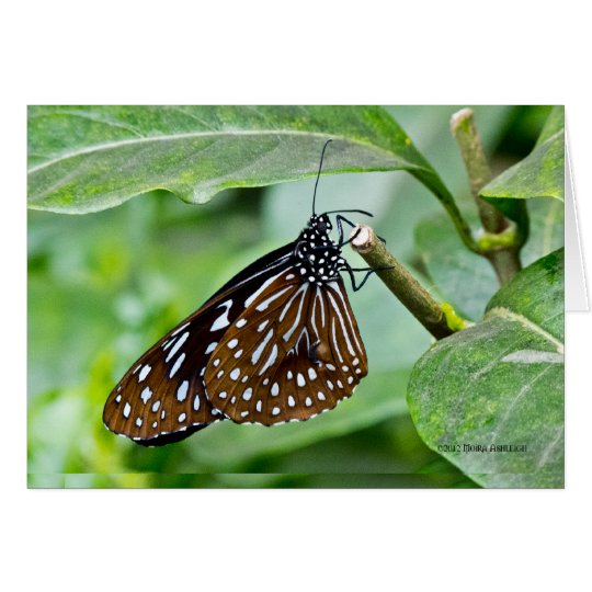 Tarjeta Brown pintó la mariposa
