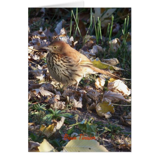 Tarjeta Brown Thrasher, sol