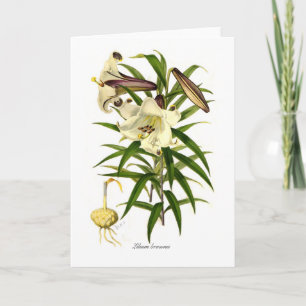 Tarjeta Brownii del Lilium