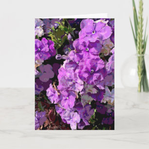 Tarjeta Brunfelsia